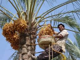 تصویر 1 از خرما خاصویی طبیعی بدون مواد افزودنی